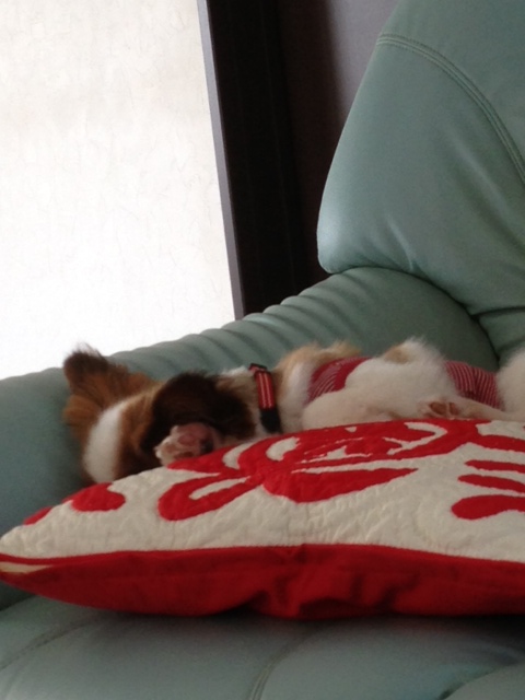 ぐっすり眠る愛犬パピヨン