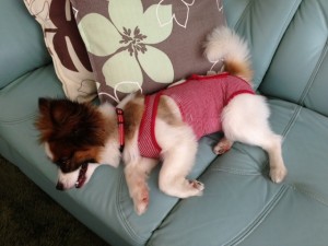 暑さでソファーに寝転がる愛犬パピヨン