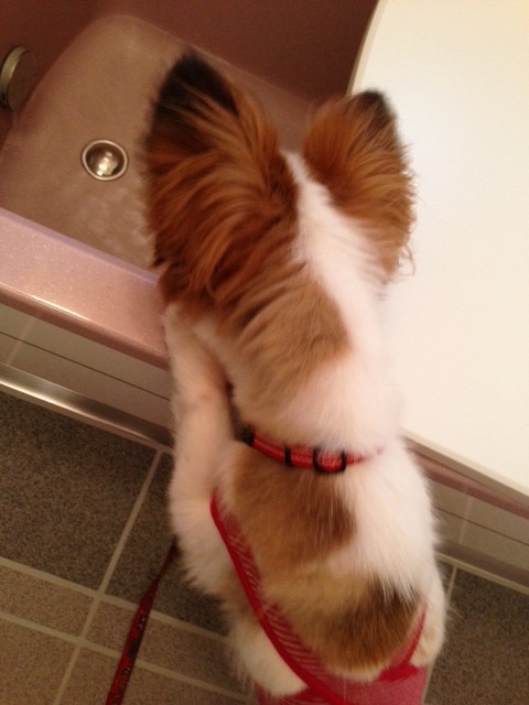 愛犬パピヨンがお風呂を覗く姿