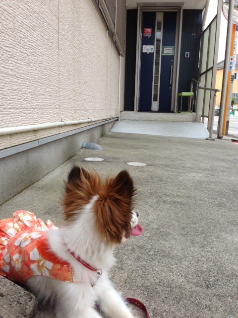 病院前で待つ愛犬パピヨン