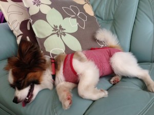 暑さでソファーに寝転がる愛犬パピヨン