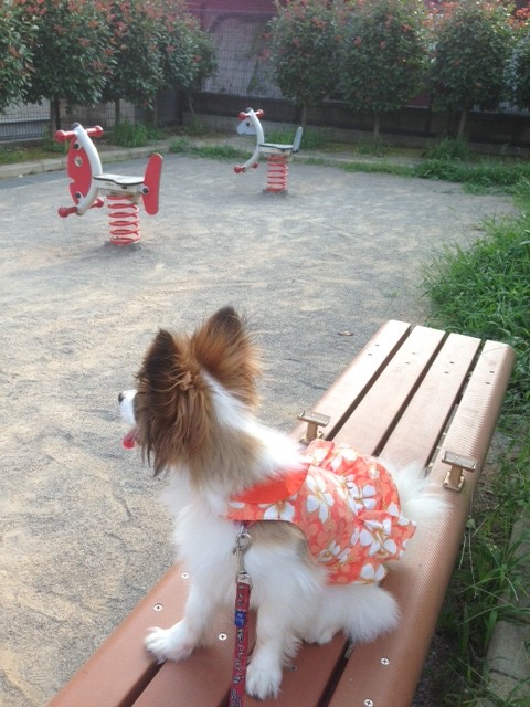 公園のベンチに座るパピヨン