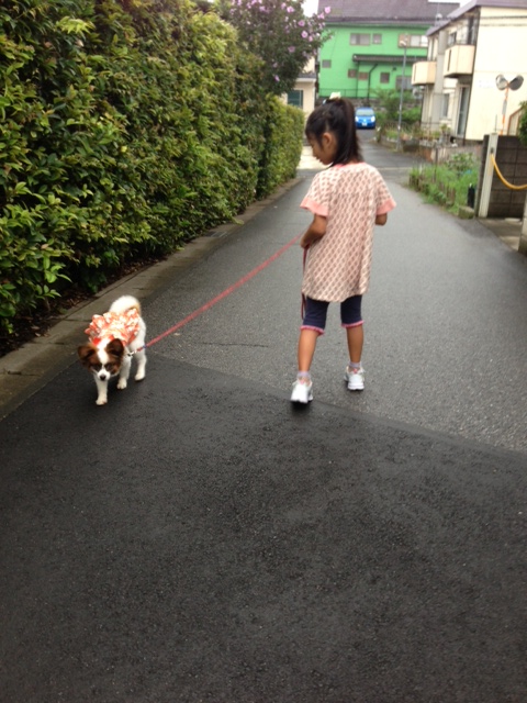 小さな女の子とパピヨンの散歩